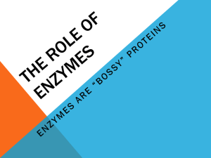 The role of Enzymes