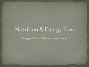 Nutrition & Energy Flow