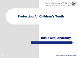 Protecting All Children's Teeth: Oral Anatomy