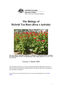The Biology of Hybrid Tea Rose - Office of the Gene Technology
