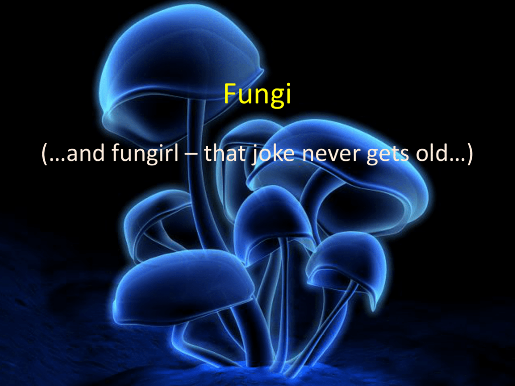 fungi imperfecti