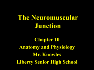 Chapter 10 Neuromuscular Junctions