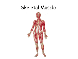 Skeletal Muscle