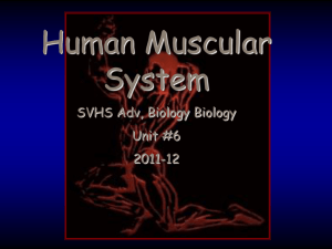 Adv Bio #06 - Muscular System