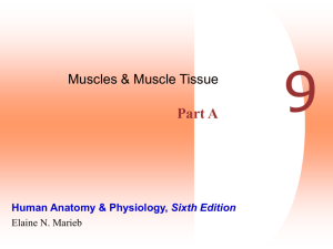 Muscle Phys