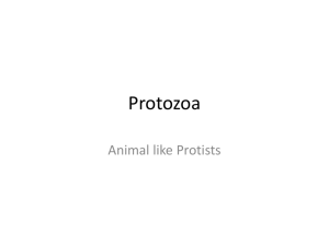 Protozoa - Doral Academy Preparatory