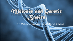 Meiosis and Genetic Basics