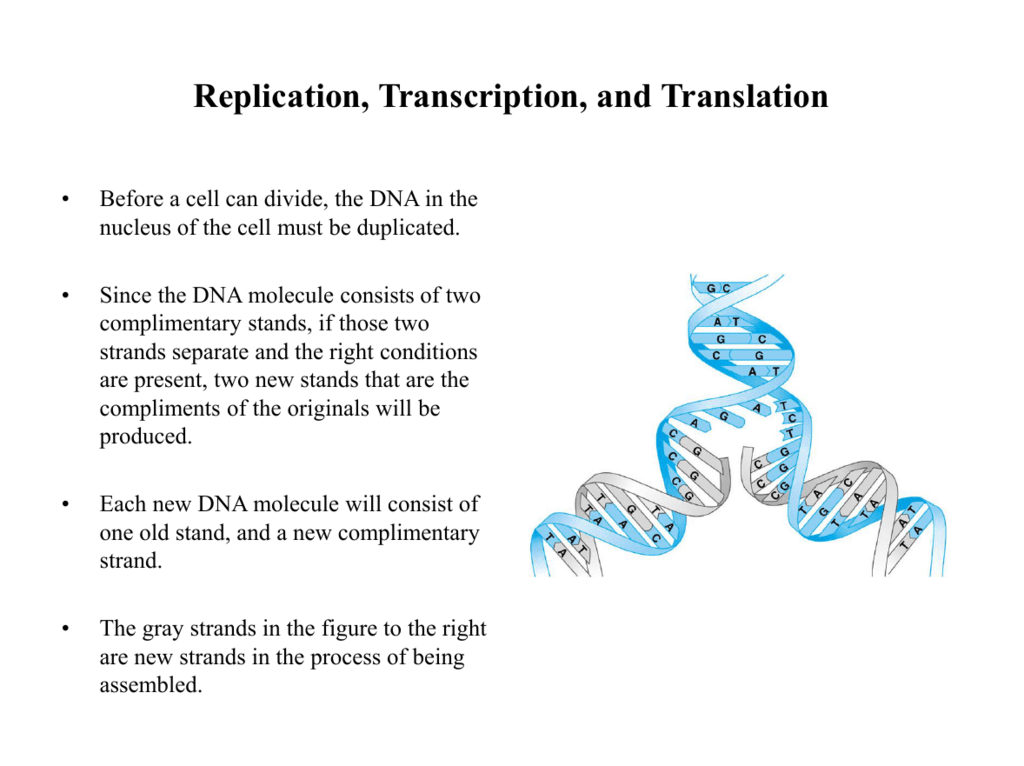 Replication Transcription And Translation