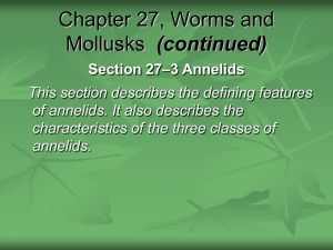 Chapter 27, Worms and Mollusks (continued)