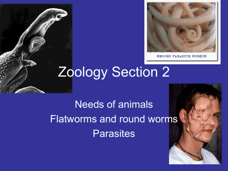 Zoology Section 2