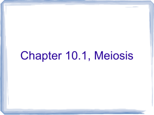Chapter 10.1: Meiosis
