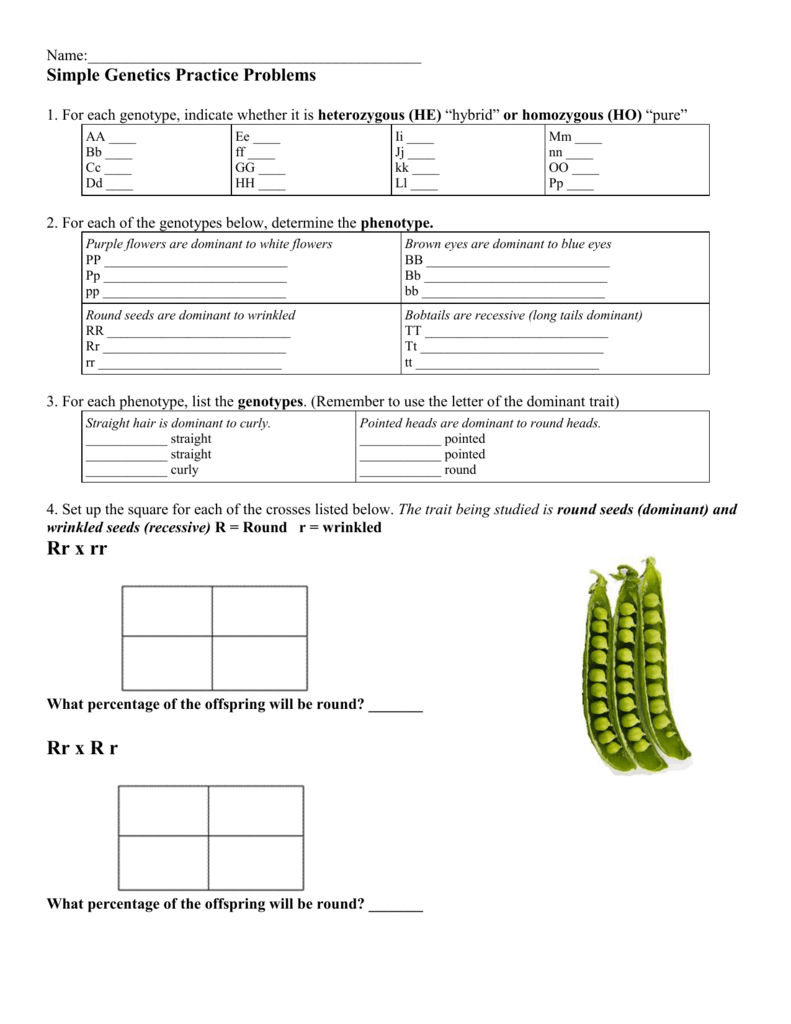 Simple Genetics Worksheet Throughout Genetics Practice Problems Simple Worksheet