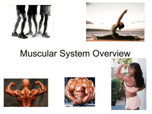 Muscular System Overview