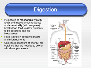 Nutrition & Digestion