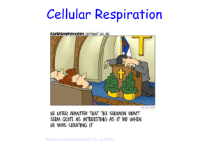 Cellular Respiration 2012