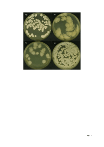 Bacillus cereus ATCC 14579T (AE016877) Bacillus thuringiensis