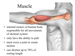 tissue and whole muscle