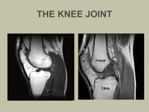 THE KNEE JOINT