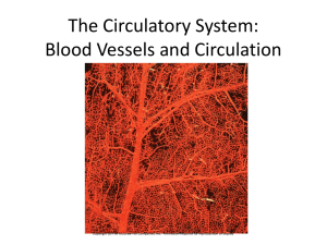 The Circulatory System: Blood Vessels and circulation