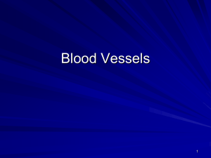 Blood Vessels