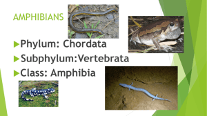 Ch.25 Amphibians