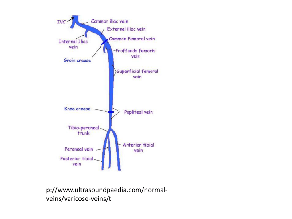 Anatomy Of Lower Limb Veins 0507