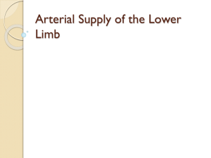 Arterial Supply of the Lower Limb - Wikispaces