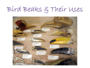 Bird Beaks & Their Uses file