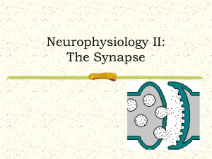 Neurophysiology II: The Synapse