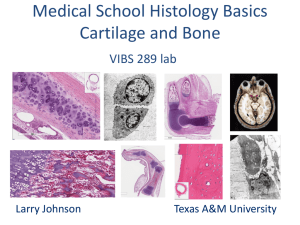 Cartilage and Bone - PEER