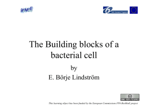 The Building blocks of a bacterial cell