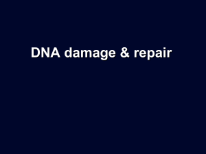 Excision repair