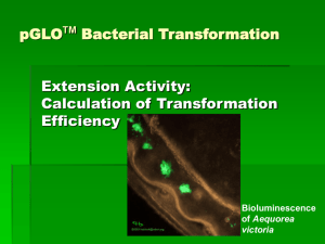pGLOTM Bacterial Transformation