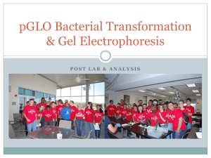 pGLO Bacterial Transformation & Gel Electrophoresis