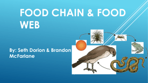 Food Chain & Food Web - Mr.Hopper's Wikispace.