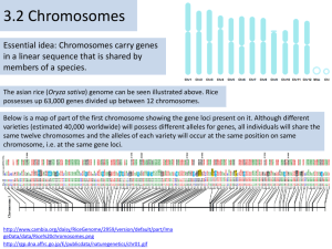 3.2 (Chromosomes)
