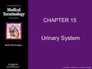 urinary system - Delmar