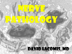Nerve Pathology