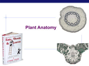 Plant Anatomy - Biology Junction