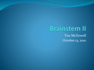 Brainstem II