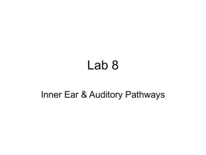 BB Lab 8