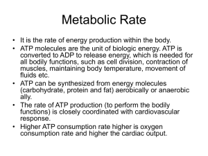 Metabolic rate and fatigue
