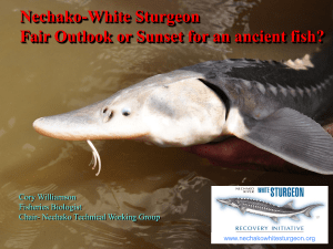 PG Bios- Oct 2012 - Nechako White Sturgeon Recovery Initiative