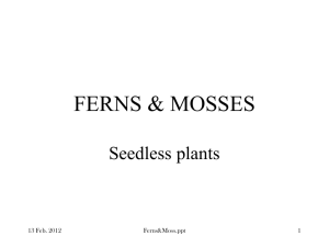 ferns & mosses - The Life Science Corner