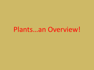 Plants*an Overview!