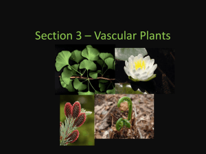 Section 3 * Vascular Plants
