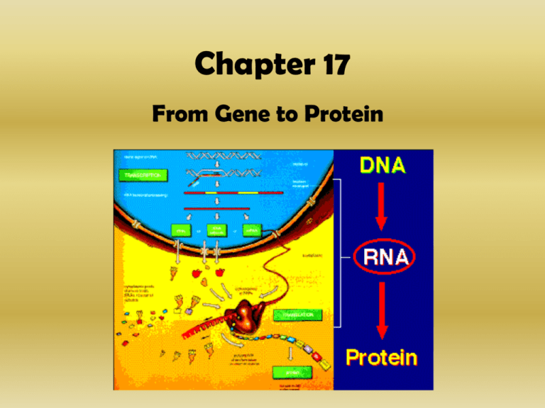 Different Possible Forms Of A Gene