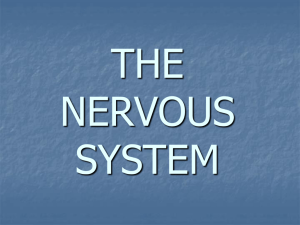 THE NERVOUS SYSTEM