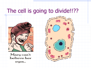 Mitosis: the division of body cells