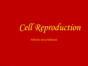 Cellular Reproduction PowerPoint